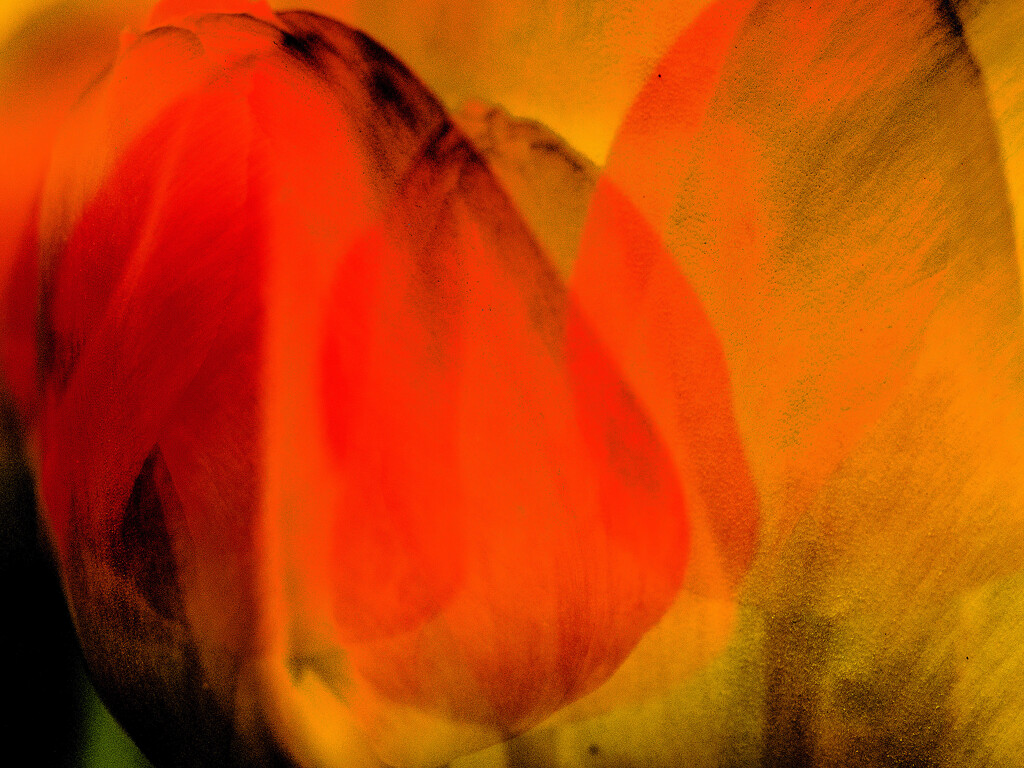Tulips  by tosee