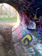 14th May 2022 - Forest Graffiti