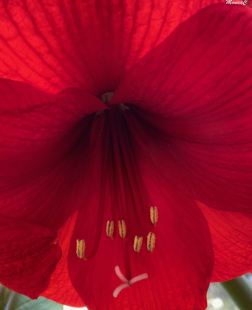 Red amaryllis by monicac