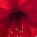 Red amaryllis