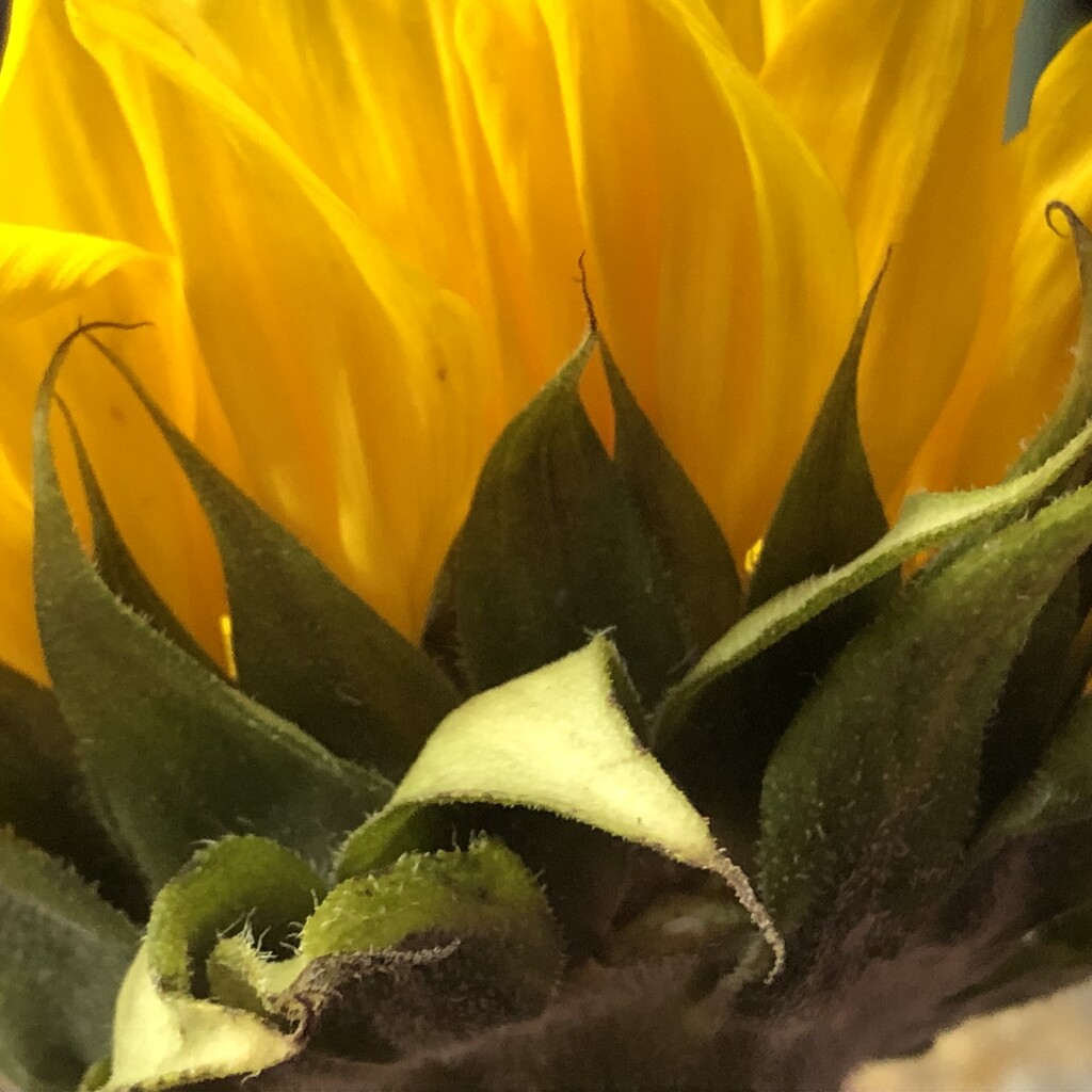 Half sunflower leaves by homeschoolmom