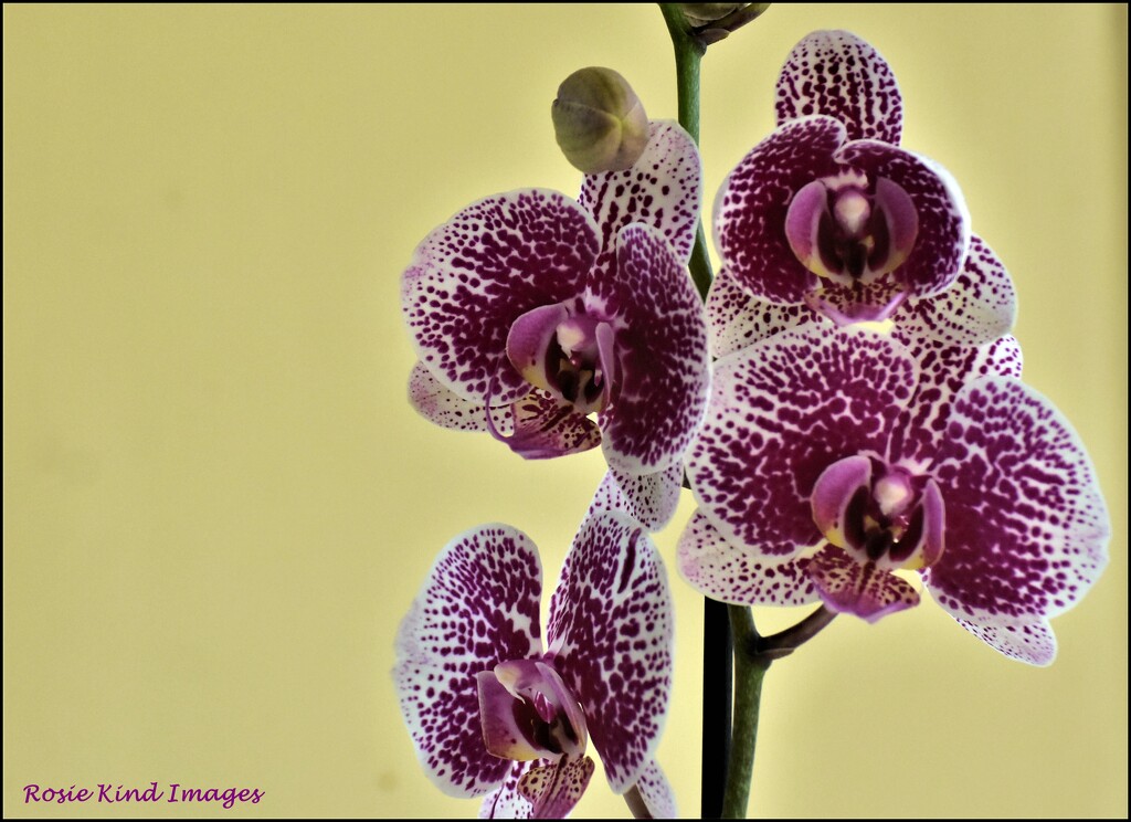 My latest orchid by rosiekind