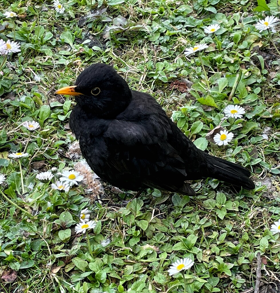 Black bird by denful