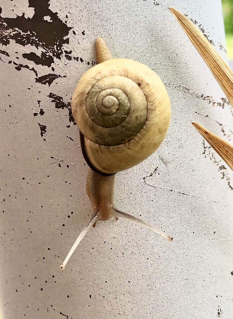 A snail climbed a light pole by homeschoolmom