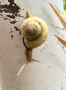 13th May 2022 - A snail climbed a light pole