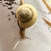 A snail climbed a light pole