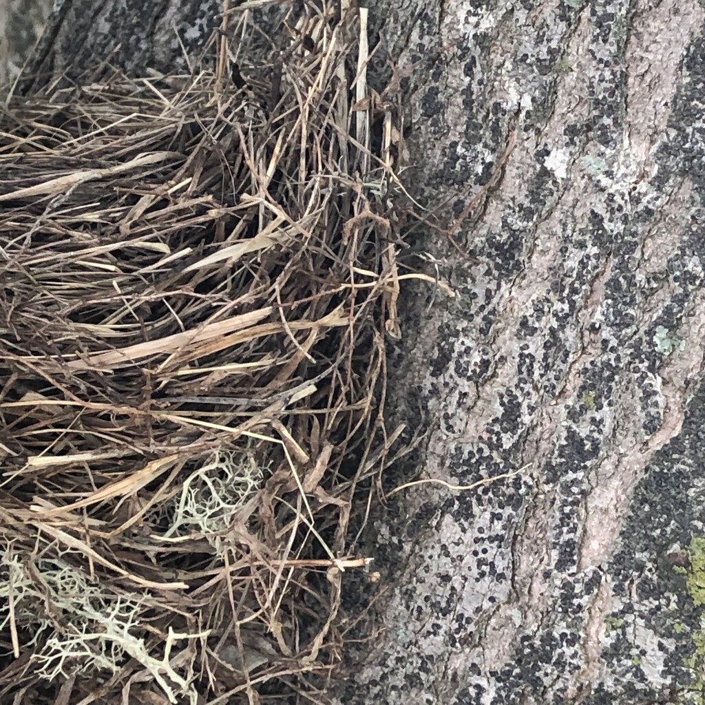 Half nest by homeschoolmom