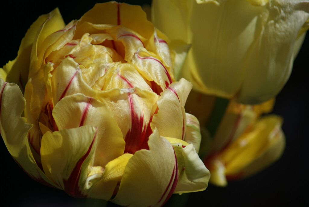 Tulip - Cartouche by 365projectmaxine