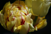 14th May 2022 - Tulip - Cartouche