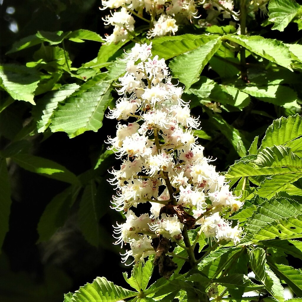 Horse Chestnut Tree Candle by oldjosh