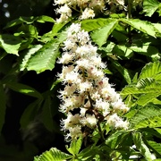 10th May 2022 - Horse Chestnut Tree Candle