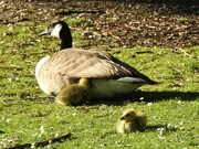 11th May 2022 - Canada Goose