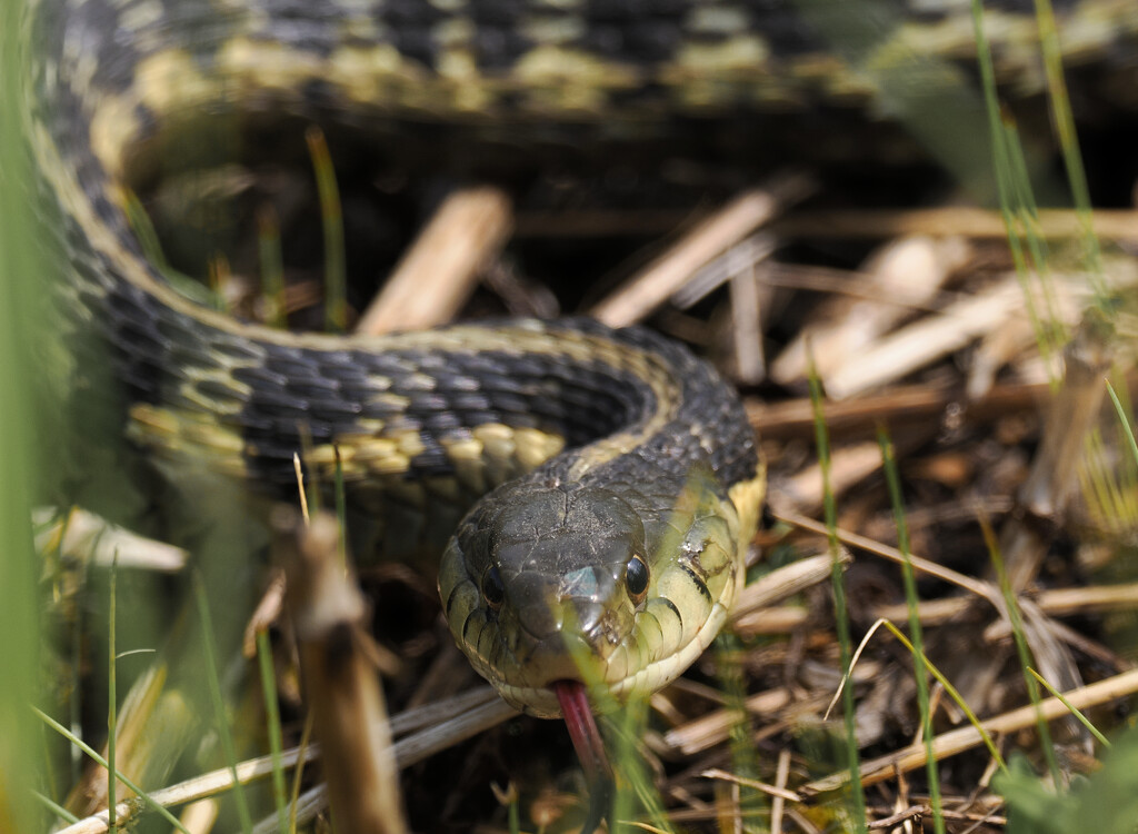 common garter snake  by rminer