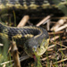 common garter snake 