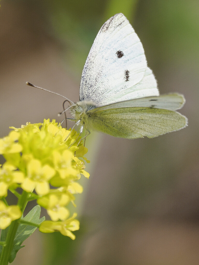 cabbage white butterfly  by rminer