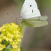 cabbage white butterfly 