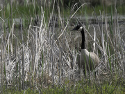 14th May 2022 - Canada goose 