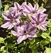 14th May 2022 - Nelly Moser Clematis