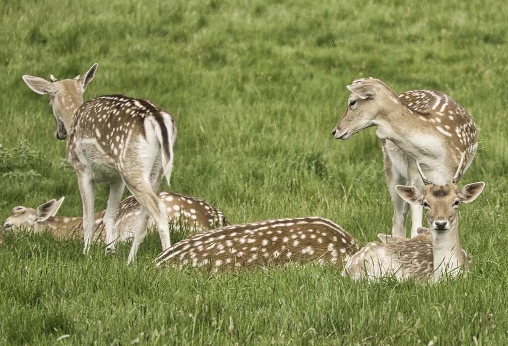 Fallow Deer in the Park. by tonygig