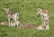 11th May 2022 - Fallow Deer in the Park.