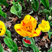 Yellow Tulip abstract