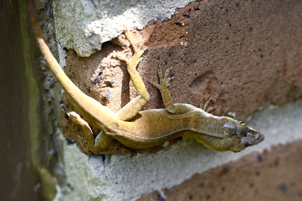 Anole on the Brick by metzpah