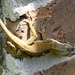 Anole on the Brick by metzpah