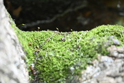 11th May 2022 - Moss Growth