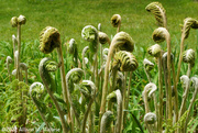 14th May 2022 - Fiddleheads