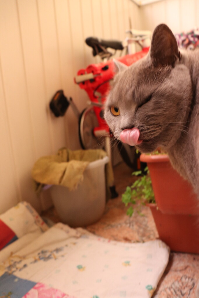 This herb for cats is really delicious. by nyngamynga