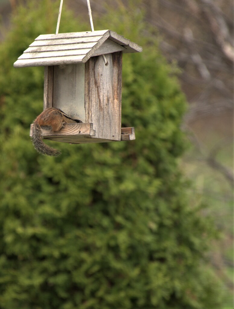 Look who is in the Feeder! by radiogirl