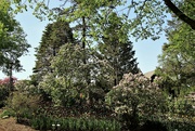 3rd May 2022 - Lilacs In The Park 