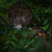 14th May 2022 - Mrs. Oriole goes shopping
