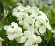 14th May 2022 - Dogwoods