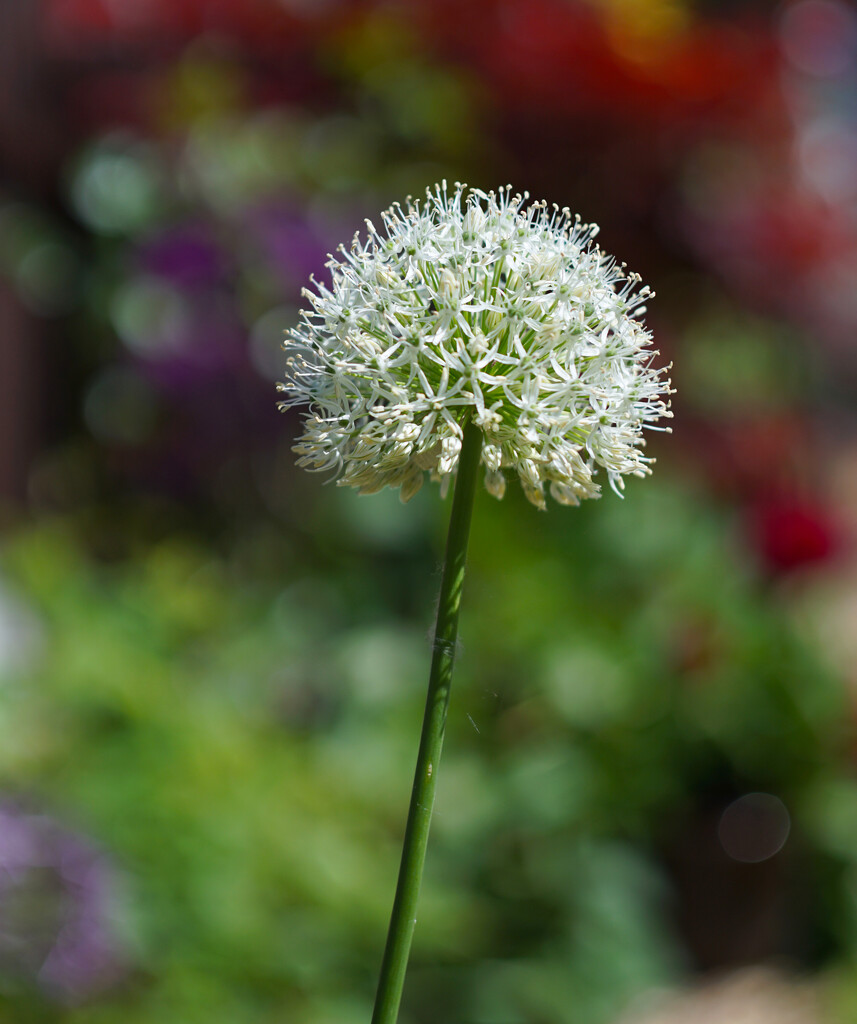 Allium Bokeh by phil_howcroft