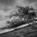 A tree ….. by billdavidson