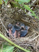 11th May 2022 - found another nest!