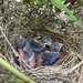 found another nest! by wiesnerbeth