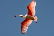 14th May 2022 - Roseate Spoonbill in the Sunlight!