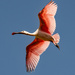 Roseate Spoonbill in the Sunlight! by rickster549
