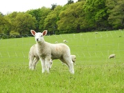 13th May 2022 - Lamb