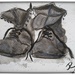 More Boots ( in graphite, ink & acrylic)