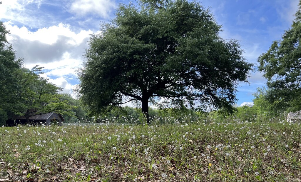 Oak tree and field of dandelions by congaree