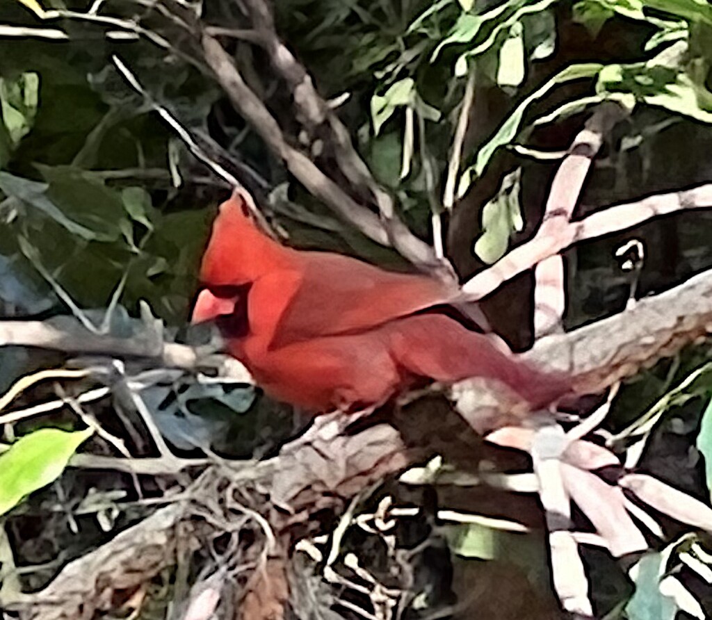 Cardinal by congaree