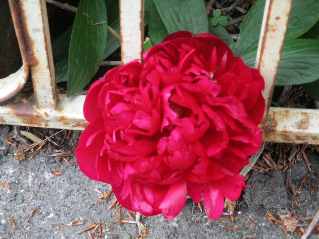 A beautiful red peony flower. by grace55