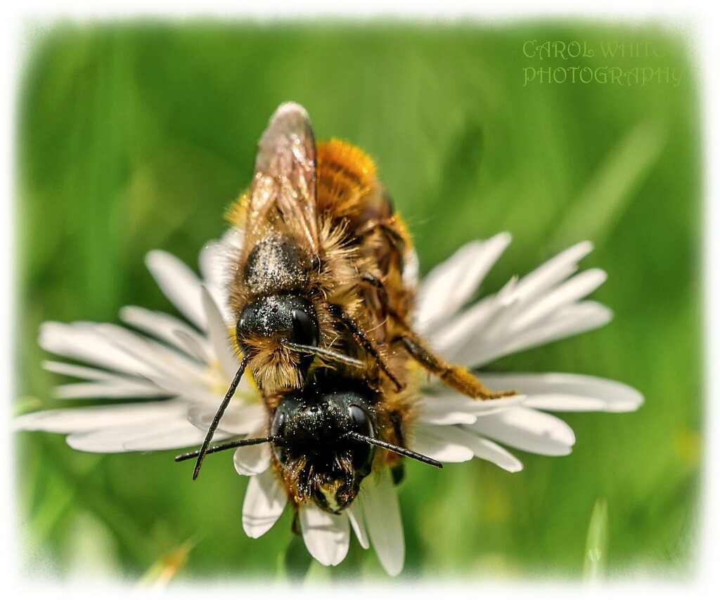 Bees Do It!!! by carolmw