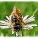 Bees Do It!!! by carolmw