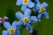 13th May 2022 - Forget-me-not