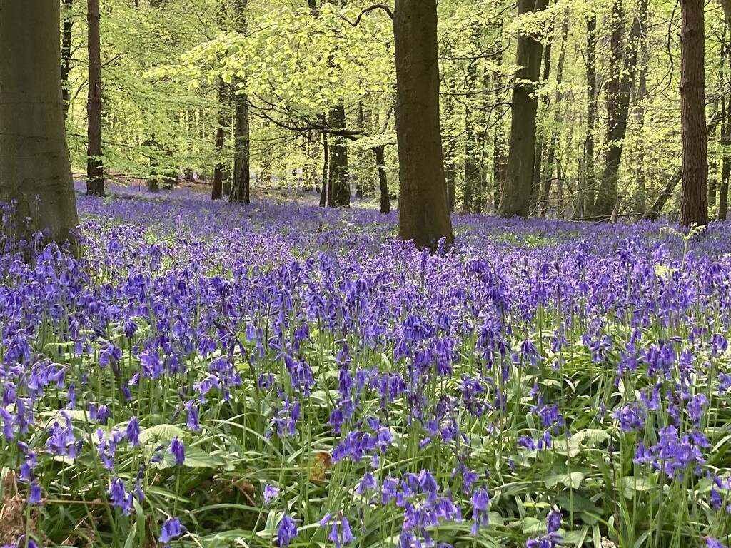 Bluebell Woods by elainepenney