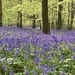 Bluebell Woods by elainepenney
